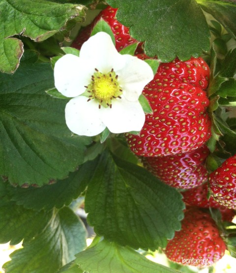 Bentoriffic-Florida Strawberries watermark